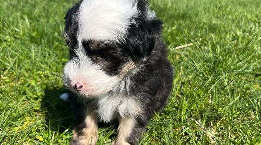 Male black, white and brown 6 week old Mini Sheepadoodle puppy