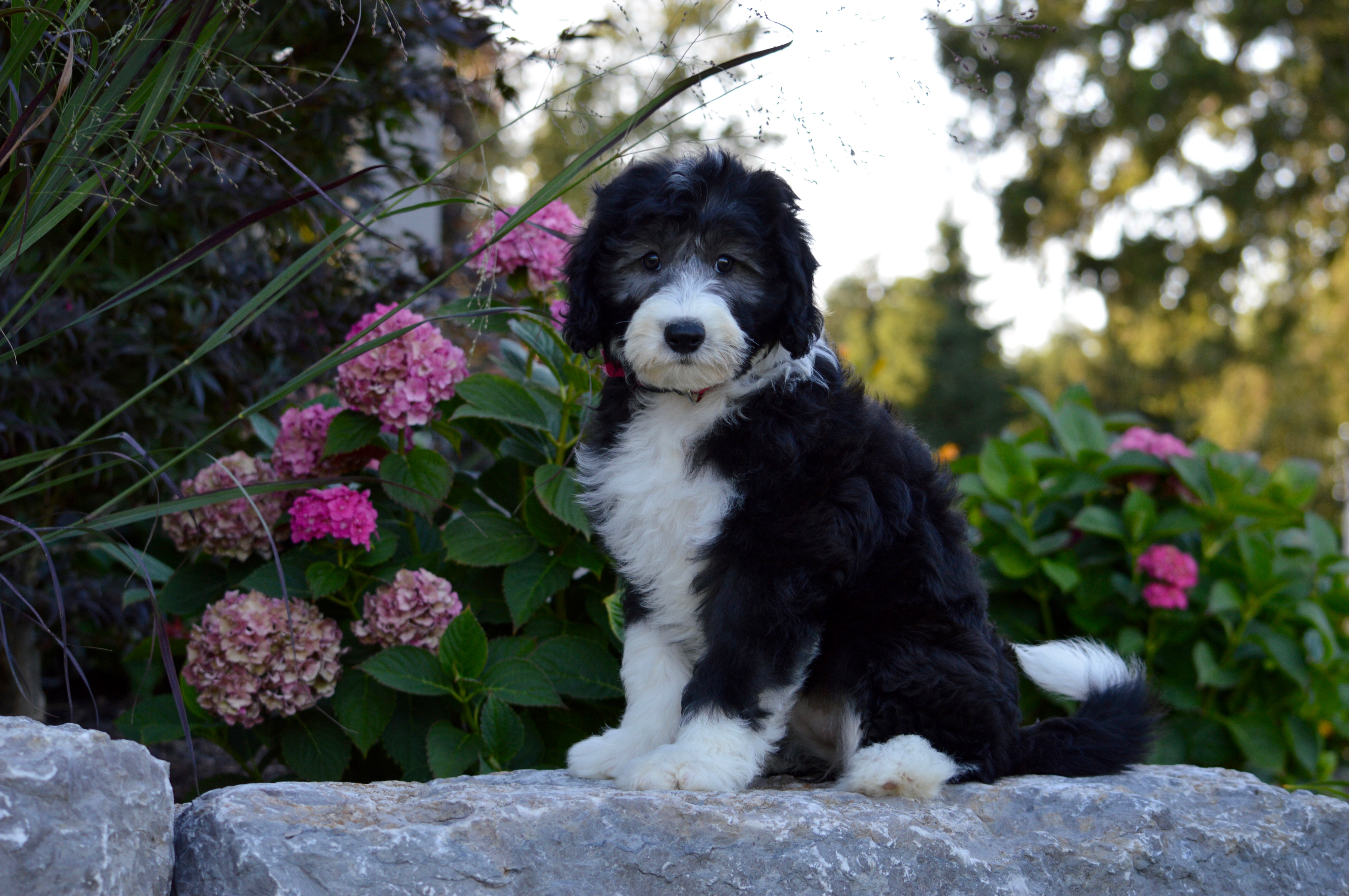 20 foot retractable dog leash