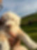 Apricot and white female Mini Sheepadoodle puppy from Pumpkin’s litter