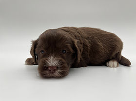 Brown male Mini Sheepadoodle puppy from Pumpkin’s litter
