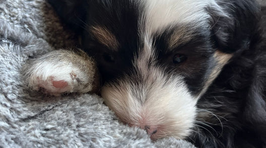 Male black, white and brown 6 week old Mini Sheepadoodle puppy