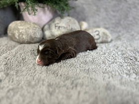 Brown and white female Mini Sheepadoodle puppy from Pumpkin’s litter
