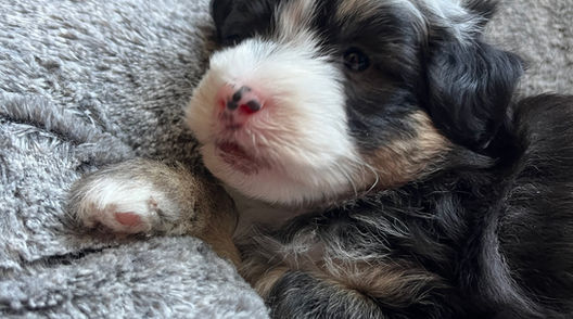 Male black, white and brown 6 week old Mini Sheepadoodle puppy