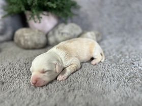 Apricot and white female Mini Sheepadoodle puppy from Pumpkin’s litter
