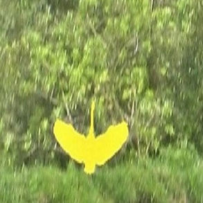 O Flamingo Dourado