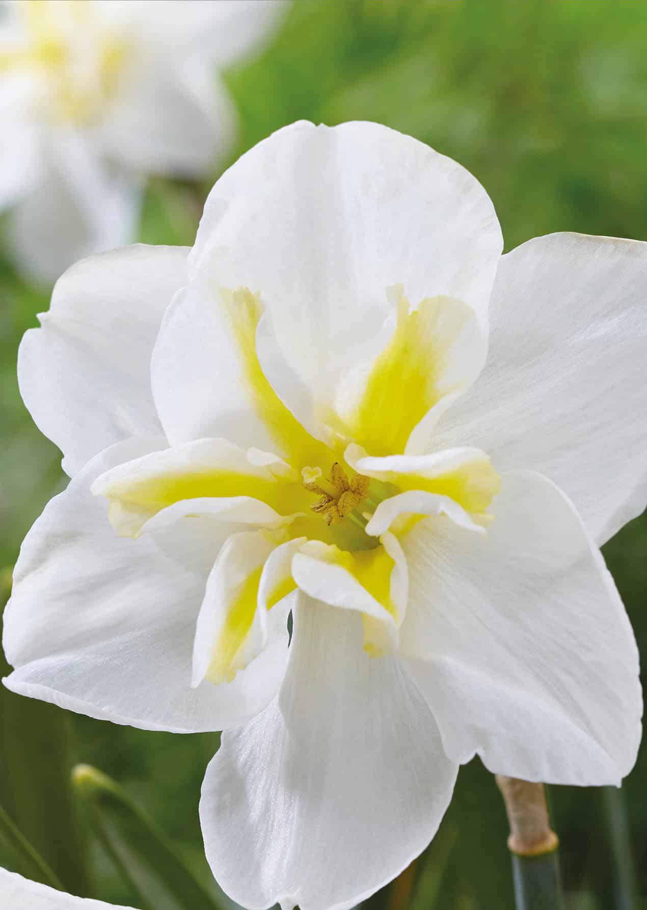 Narciso Lemon Beauty