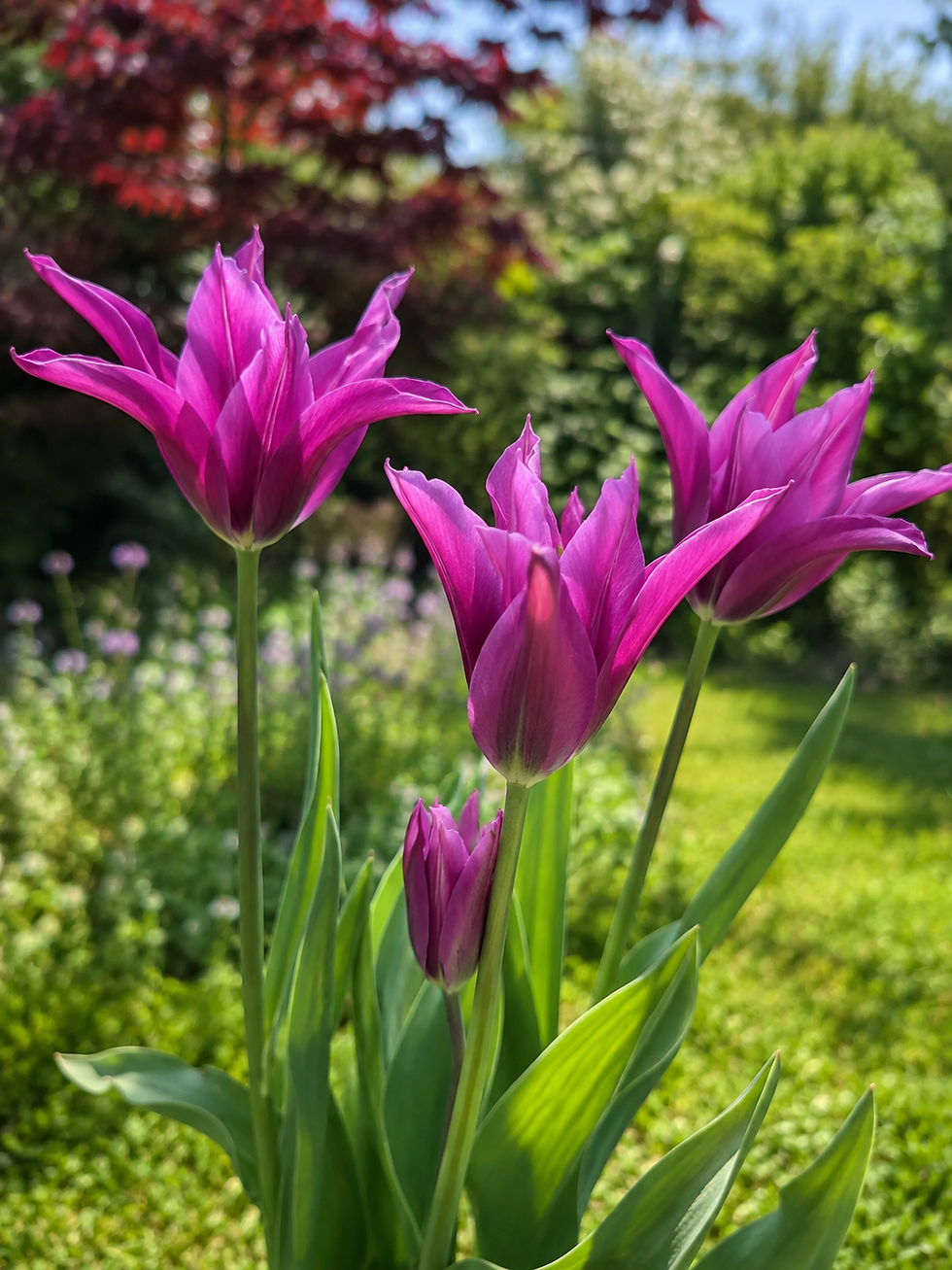 Tulipani Purple Doll tulipani viridiflora bulbi di tulipani fior di giglio