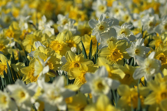 flowers-7101955_1920.jpg