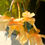 Miniatura: bulbi di begonia pendula cascade yellow, begonie gialle, begonie pendule, begonie da balcone