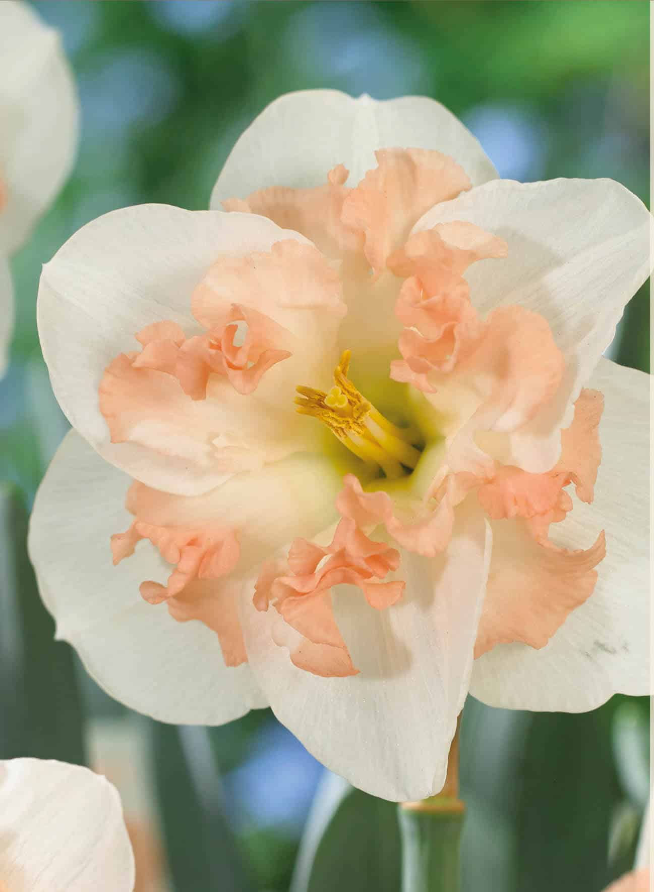 Narciso Pink Wonder