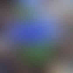 Febbraio in giardino, fiori di iris reticulata