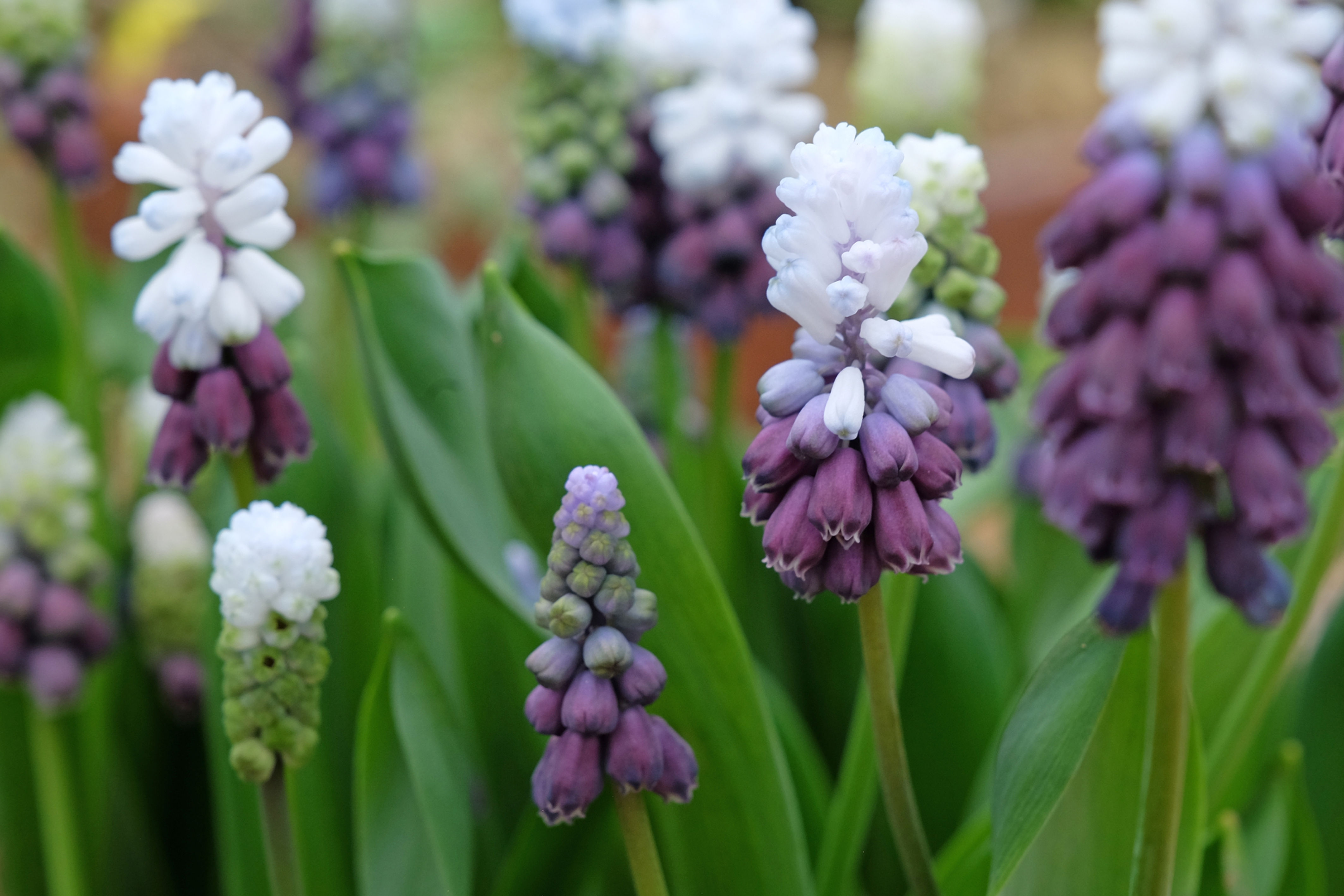 Muscari Grape Ice