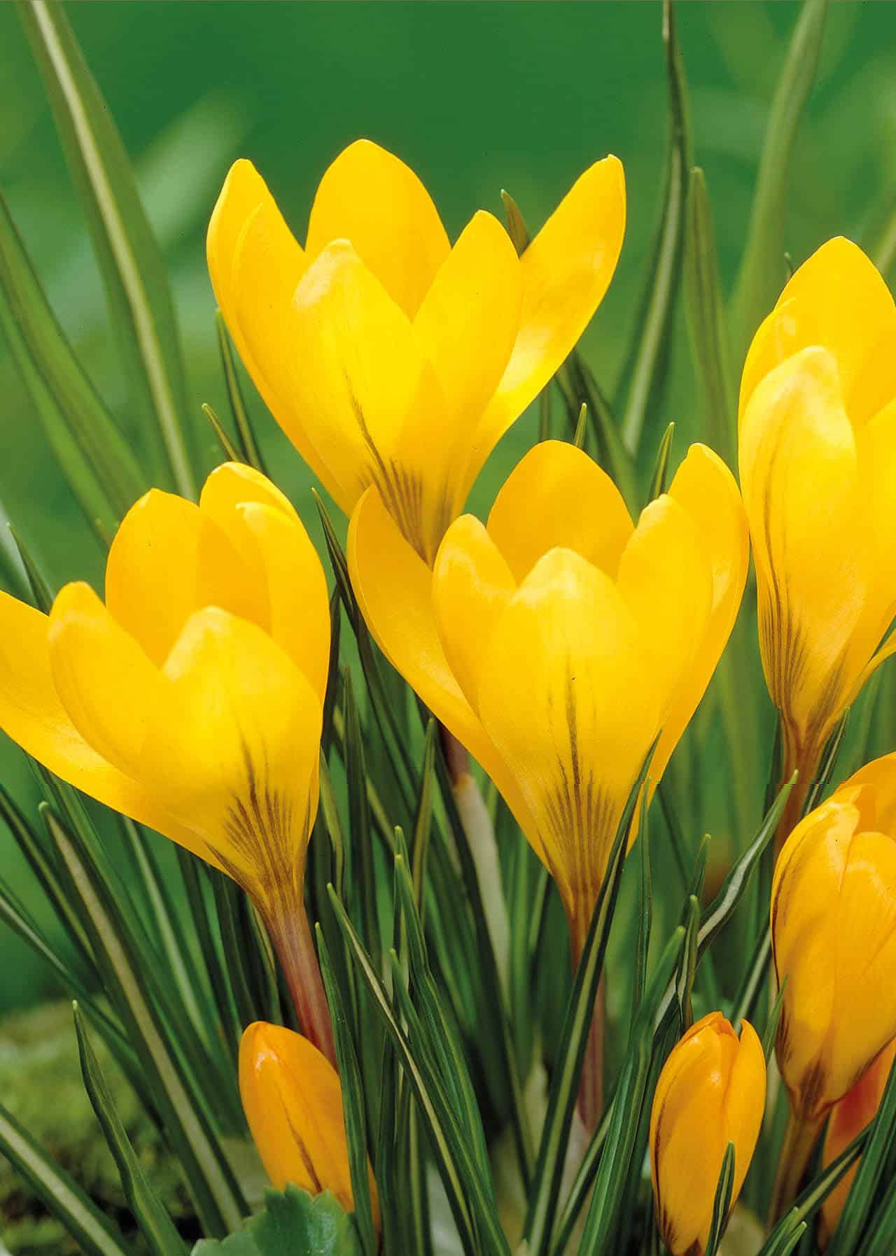 Crocus Big Yellow