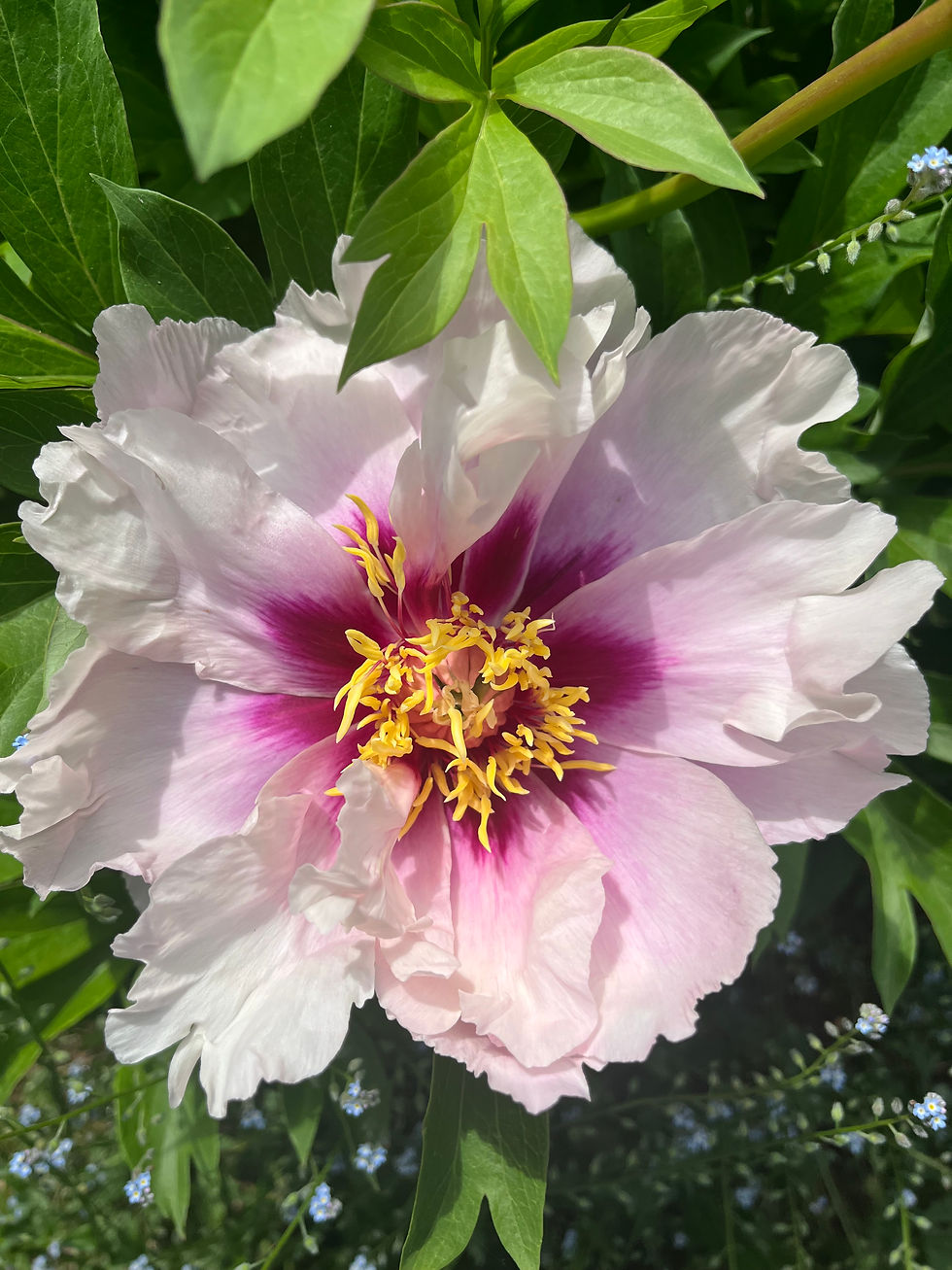 Miniatura: Peonia Cora Louise