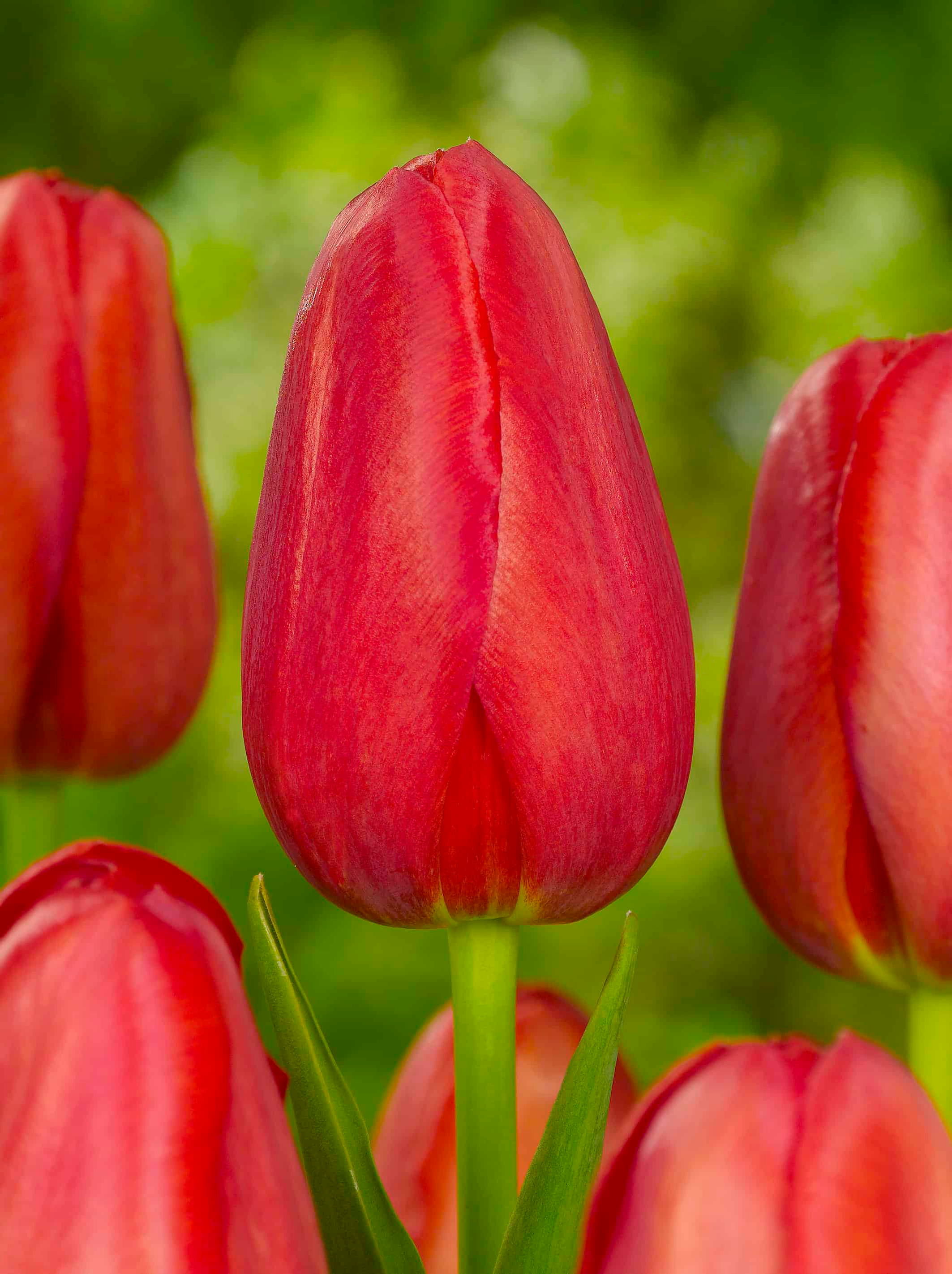 Tulipani Sky High Scarlet