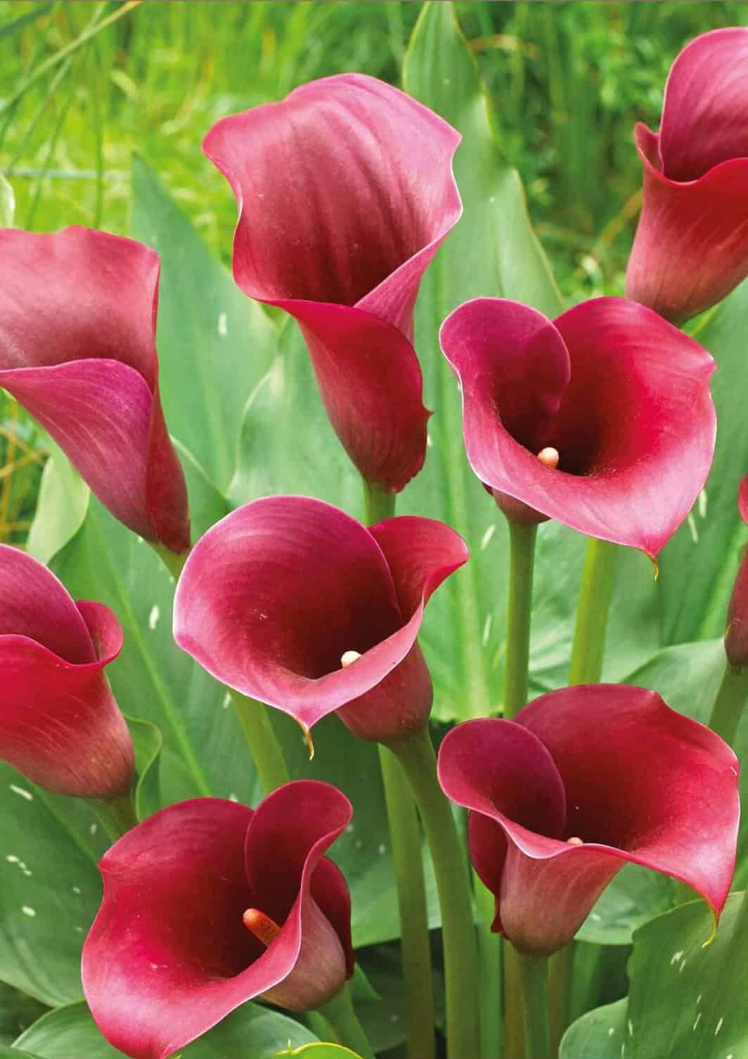 calla Captain Promise®, bulbi di calla rossa, bulbi di zantedeschia