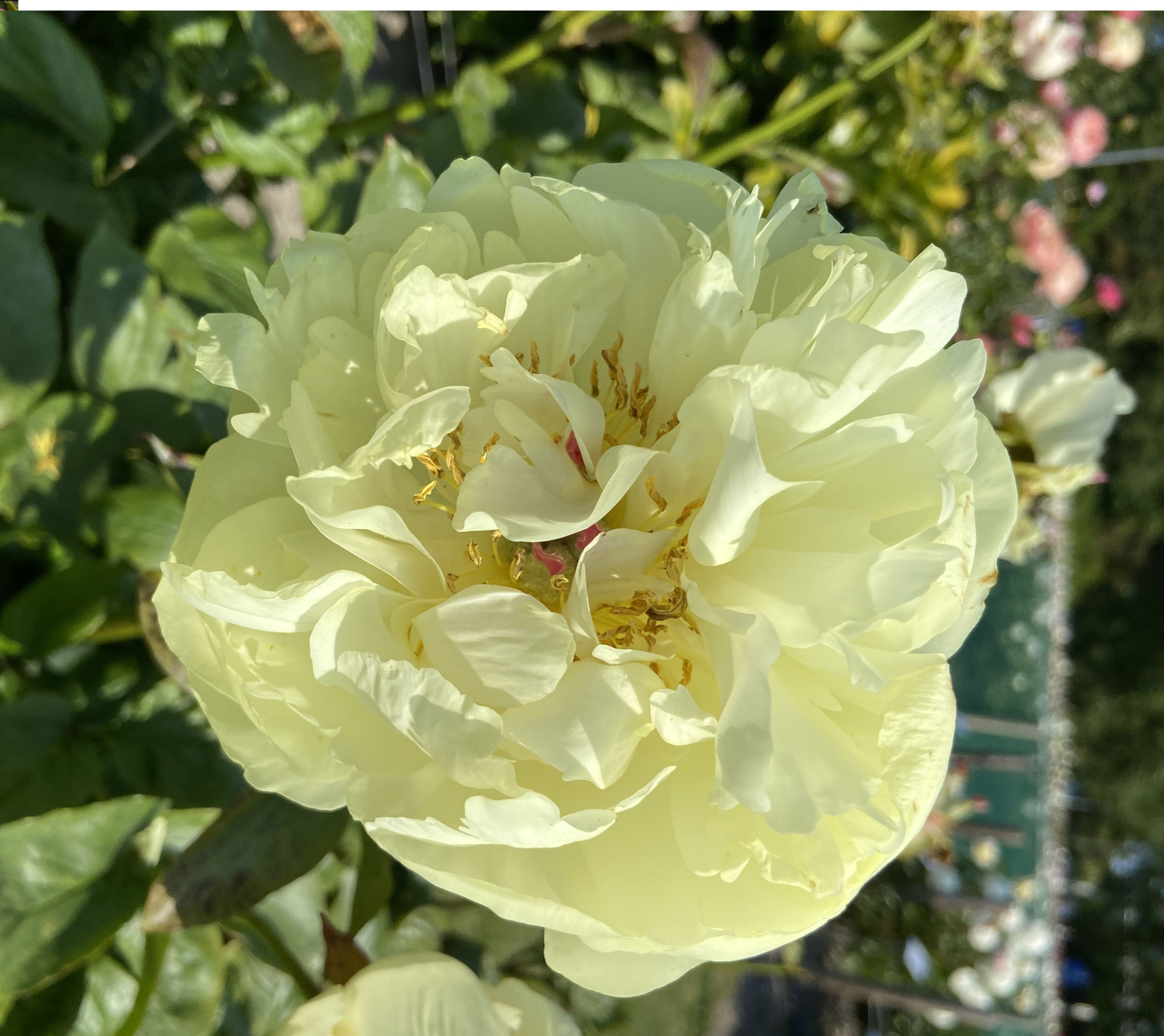 Peonia Lemon Chiffon