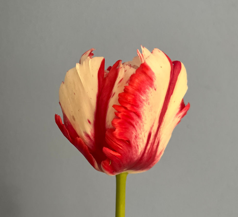 Tulipani Estella Rijnveld tulipano pappagallo bianco rosso