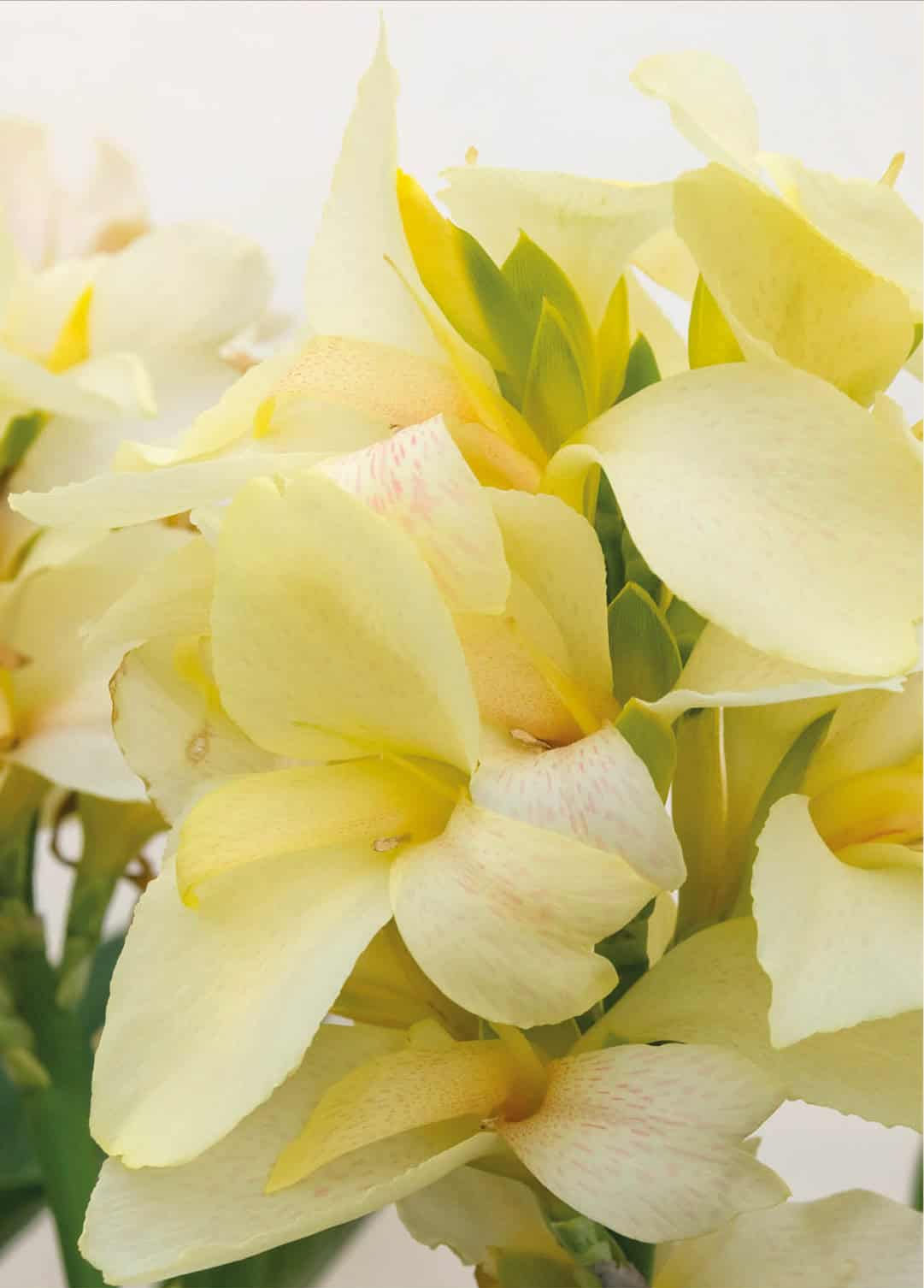Canna Indica Ambassadour, canna indica gialla, bulbi di canna indica