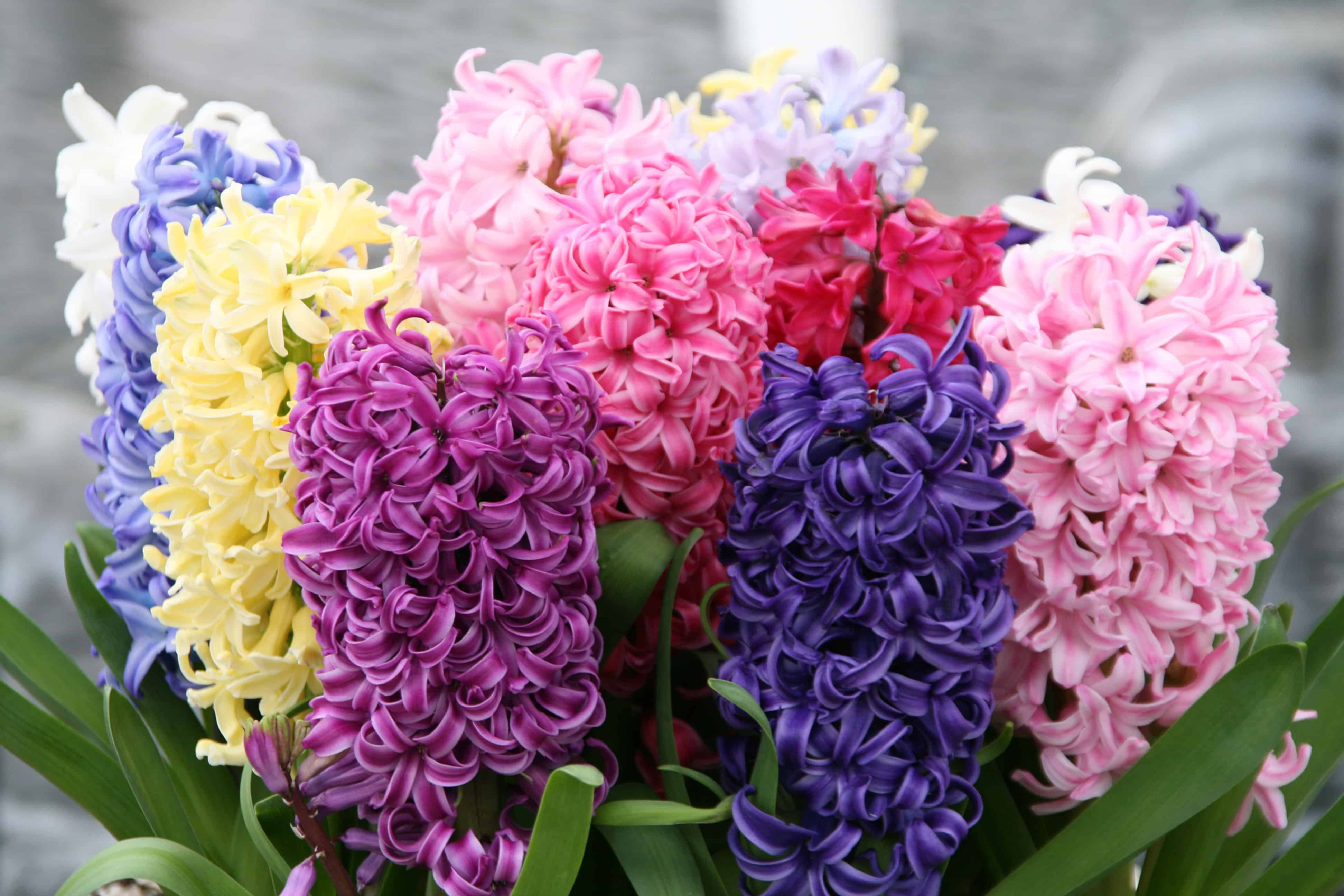 Giacinti in miscuglio di colori