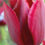 Miniatura: Tulipani National Velvet