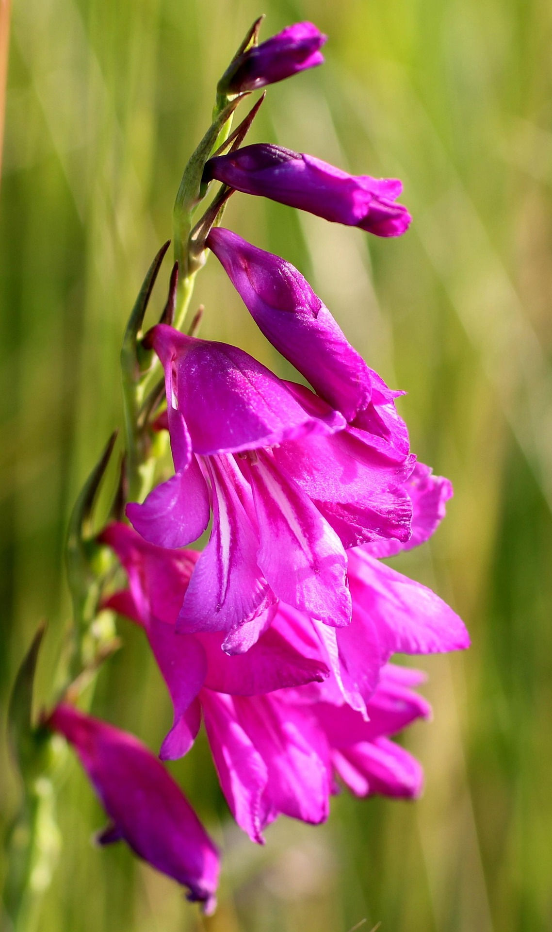 bubli di Gladiolus byzantinus