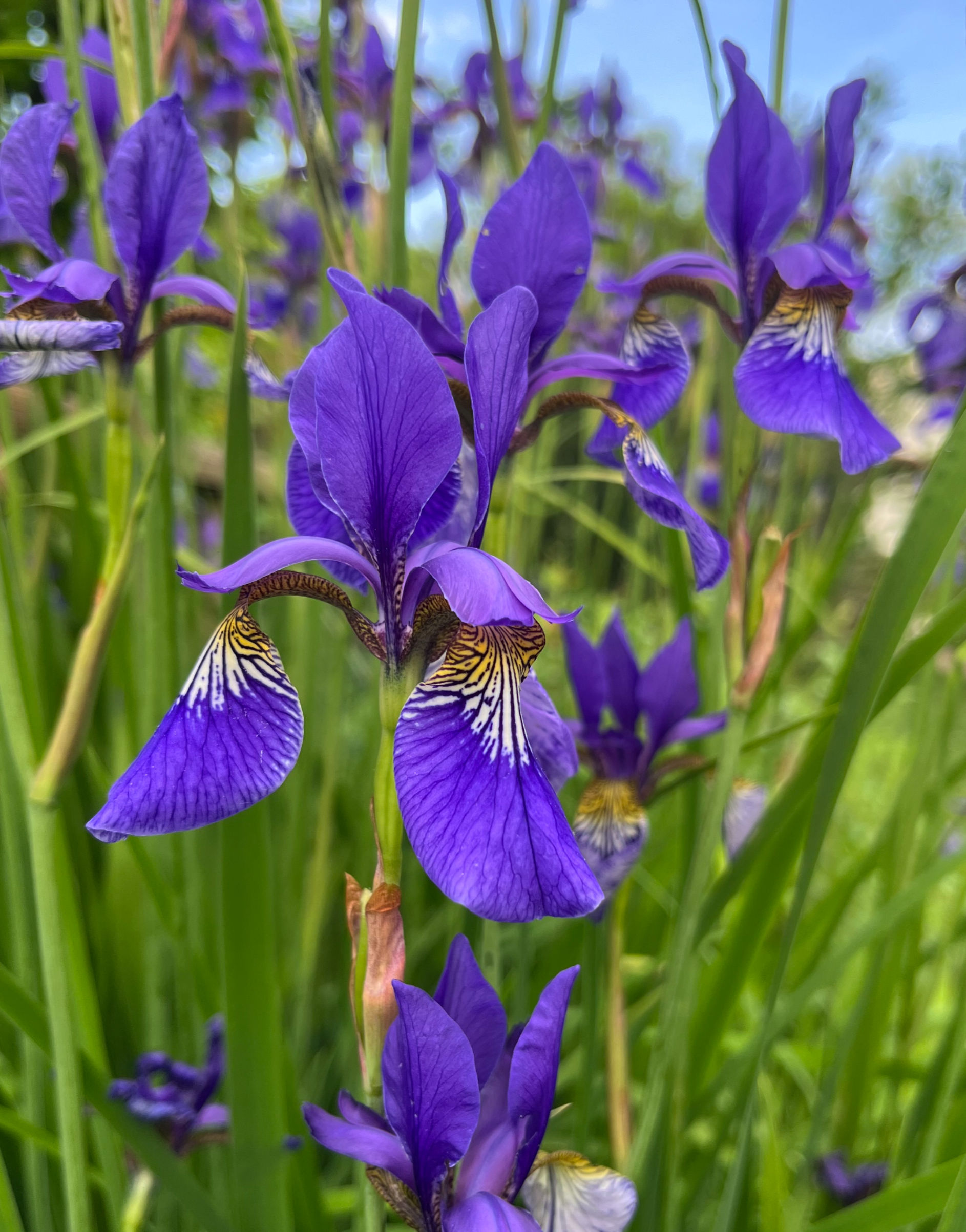 iris sibirica blu