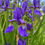 Miniatura: iris sibirica blu