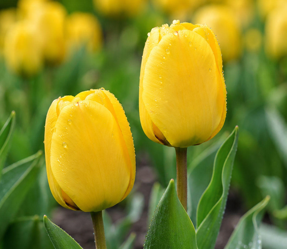 Tulipani Golden Parade tulipani gialli