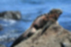 Amblyrhynchus_cristatus_(3838137696).jpg