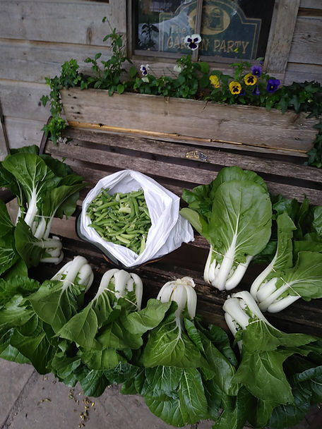 bok choy harvest.jpg