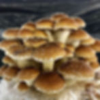 Thumbnail: Chestnut Mushroom Kit