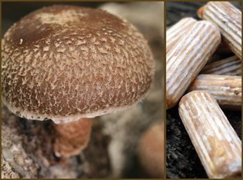 Thumbnail: Shiitake Mushroom Plug Spawn