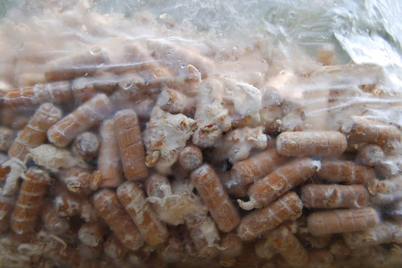 Thumbnail: Chicken of the Woods Mushroom Plug Spawn