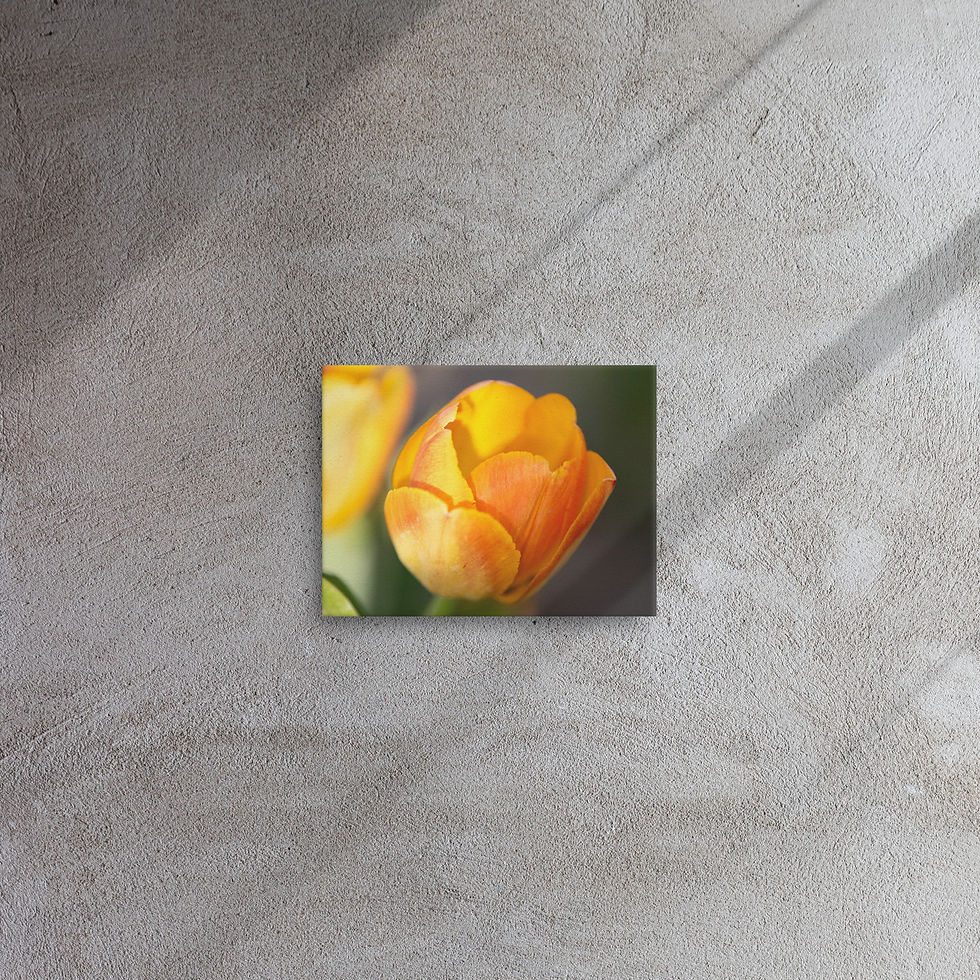 Thumbnail: Tulip (Sun Yellow) on Thin Canvas