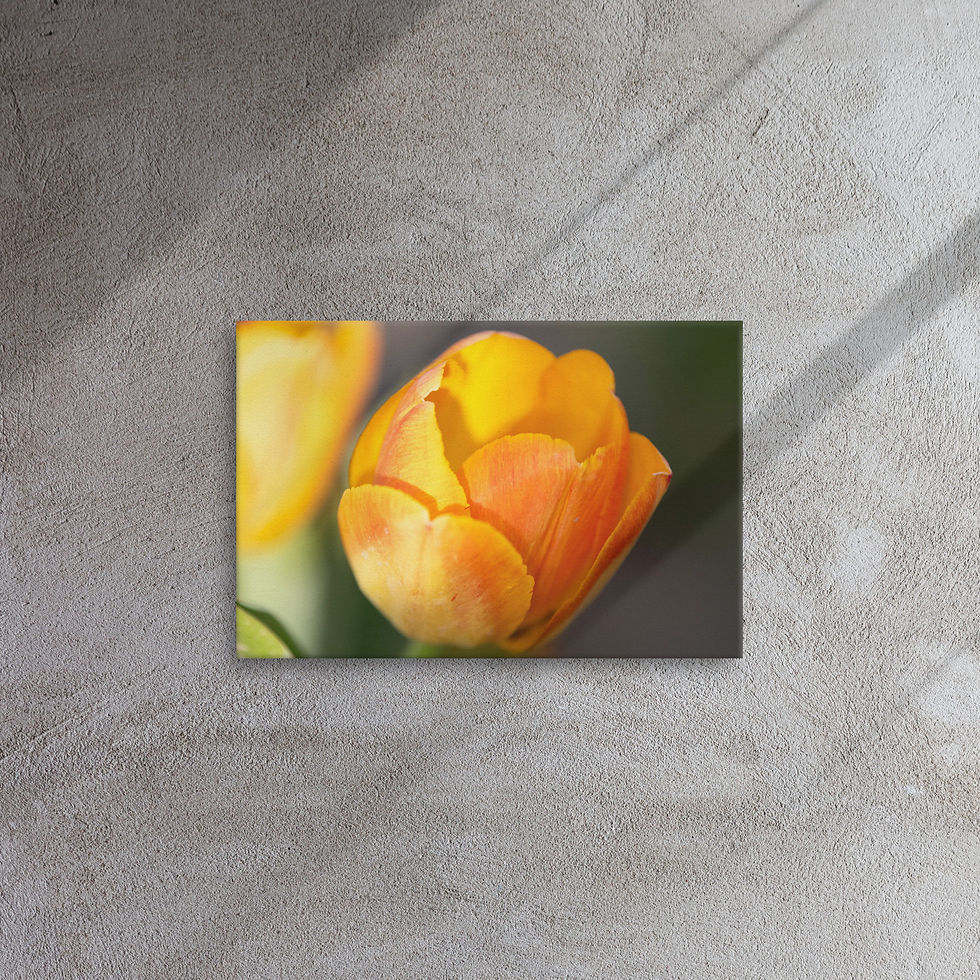 Thumbnail: Tulip (Sun Yellow) on Thin Canvas