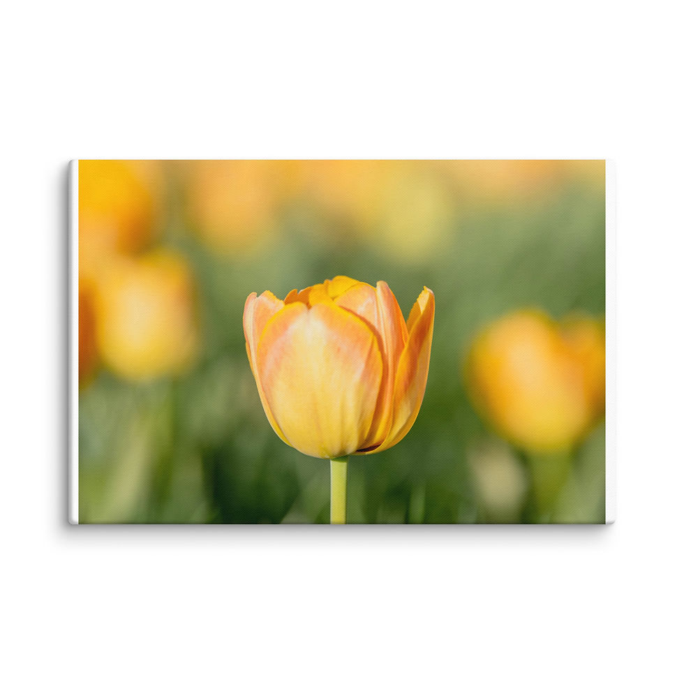 Thumbnail: Spring Tulip on Canvas (Yellow)