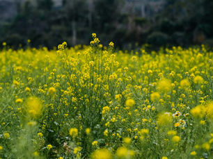 faith as a mustard seed