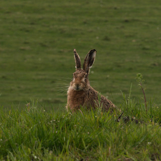 A hare peaks over the brow of a grass hill, at The House in the Hill