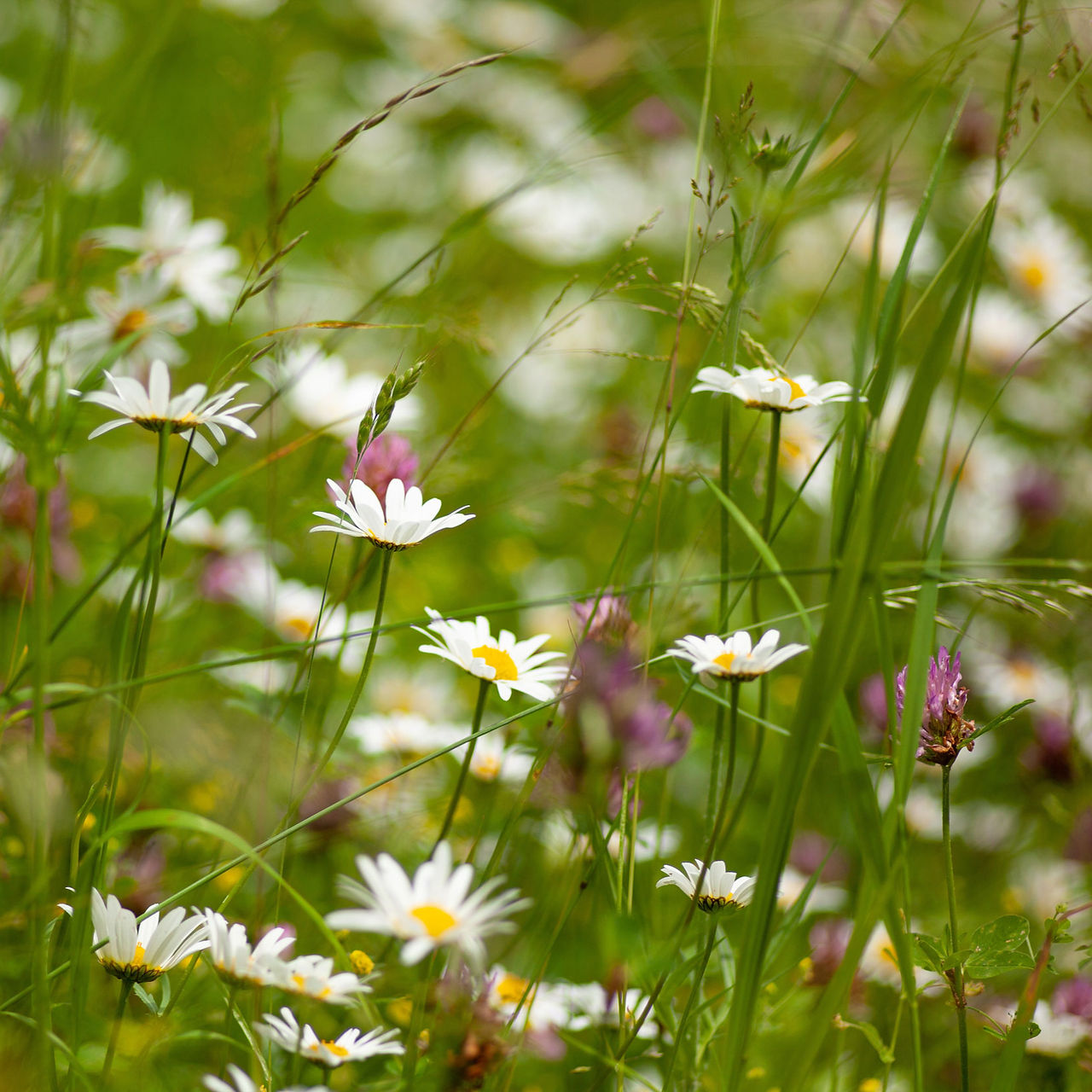 Wildflowers grow in the field surrounding The House