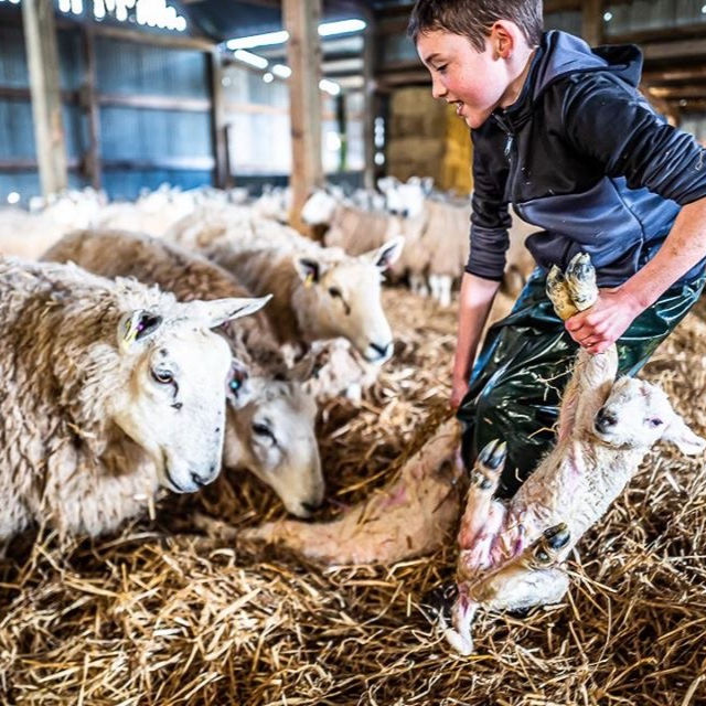 New lambs are moved into individual pens to ensure they bond with their mother