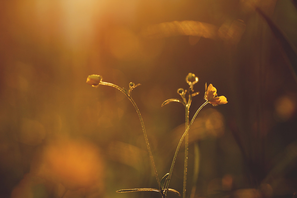 flowers in sunlight