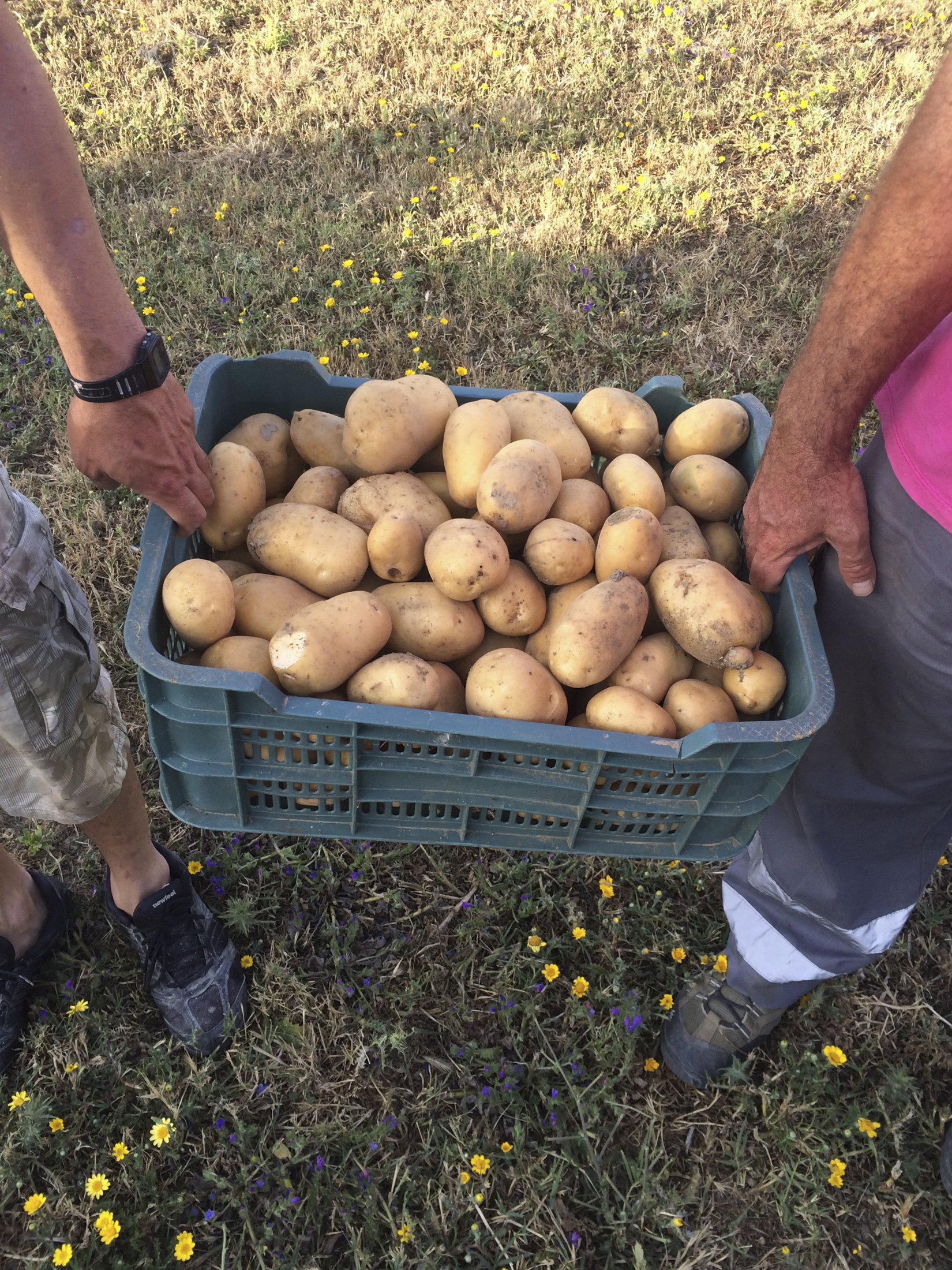 Close up of Organic potatoes