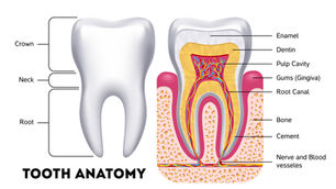 illustration of a tooth's anatomy with labels to each part of the tooth