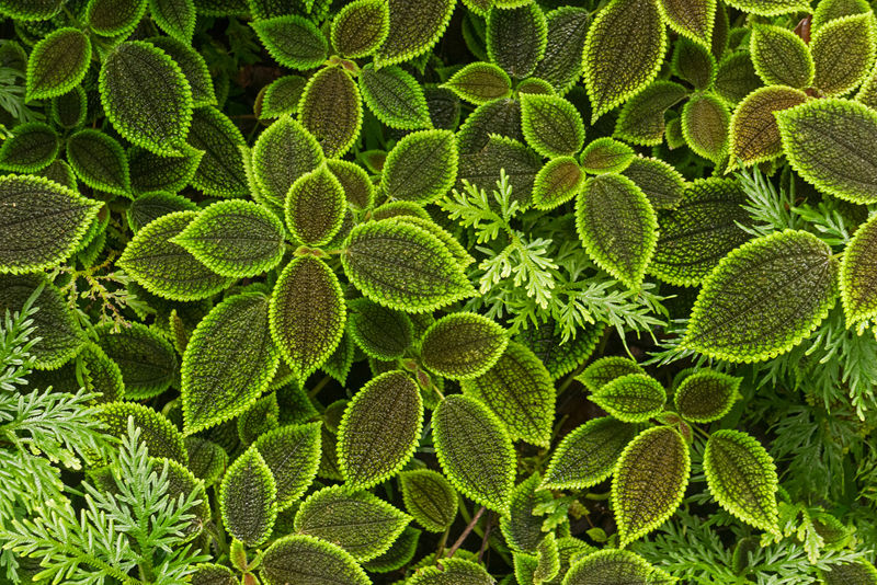 Moon Valley Pilea-3672