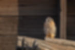 American Kestrel Fledgling-7355