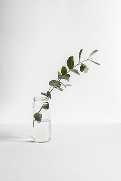 green leafed plant in glass jar_edited.jpg