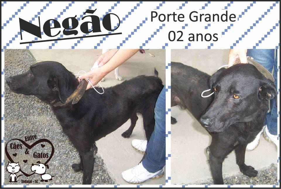 Negão