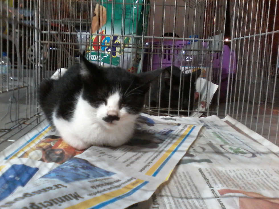 Bigodinho