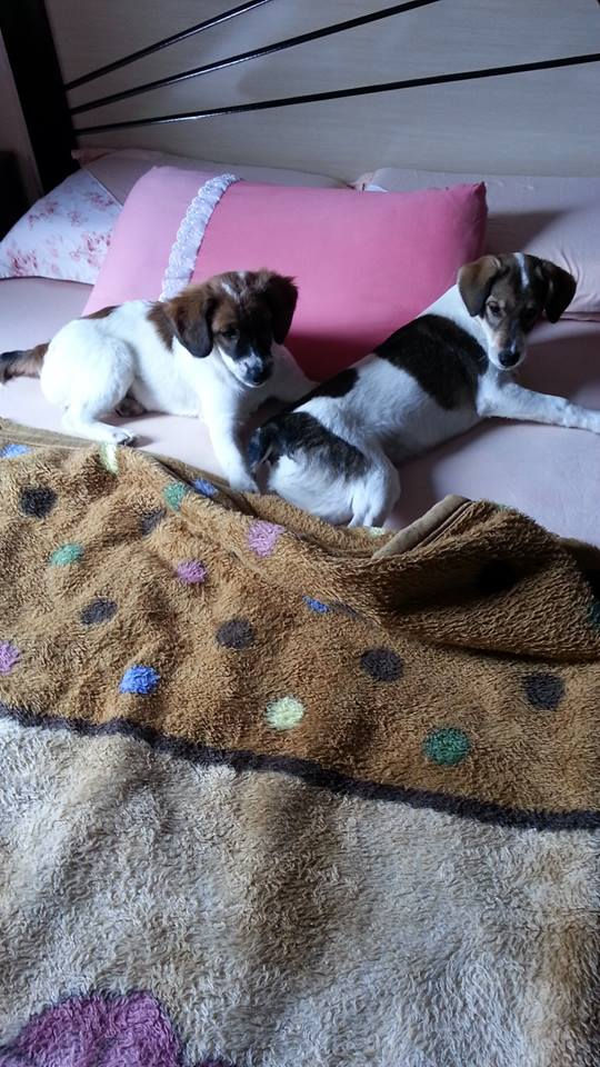 Meg e Belinha